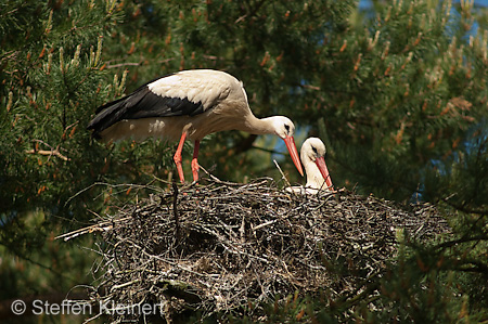 Weißstorch, Ciconia ciconia 024